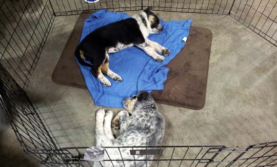 By the end, we were dog tired